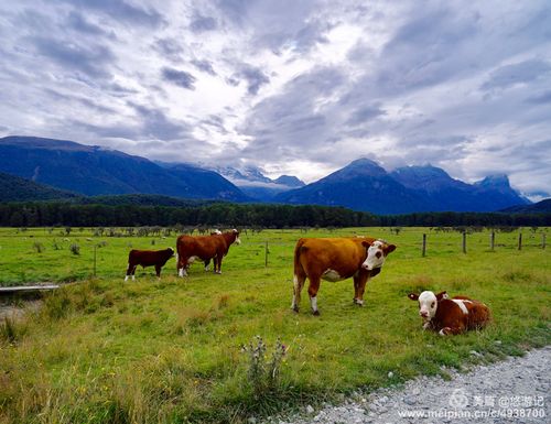 新西兰零星submitted