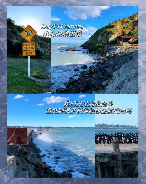 新西兰读完gd可以享受本地