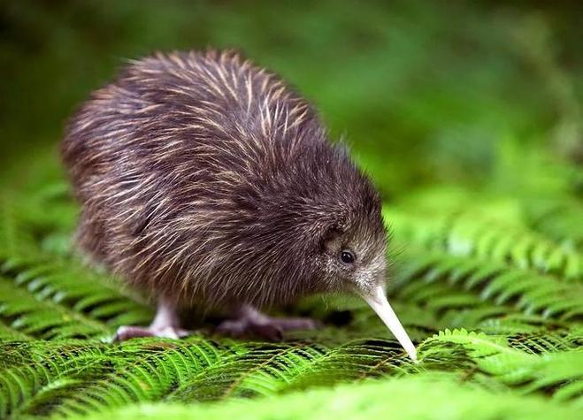 新西兰为什么被称为kiwi