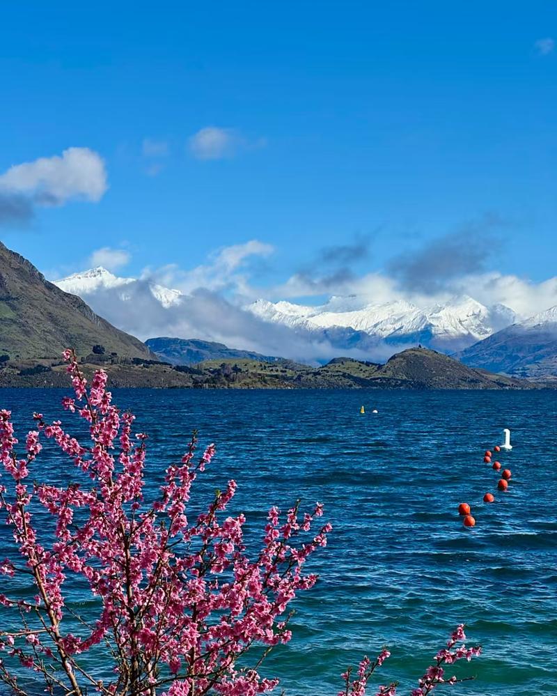 现在新西兰看樱花的去处
