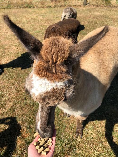 新西兰留学 宠物怎么办