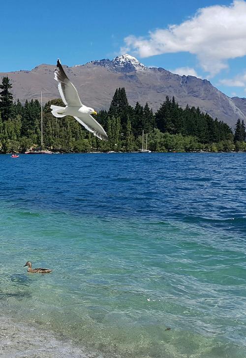 什么手机在新西兰能用吗