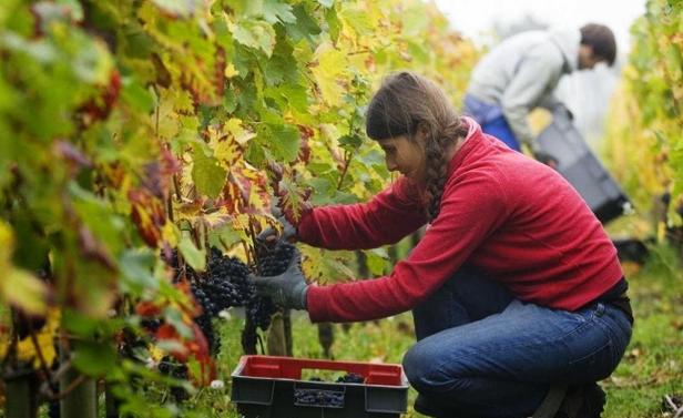 新西兰打工签证能赚钱吗