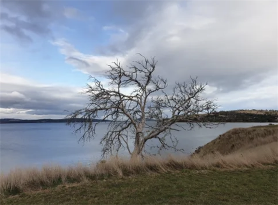 澳洲 tasmania