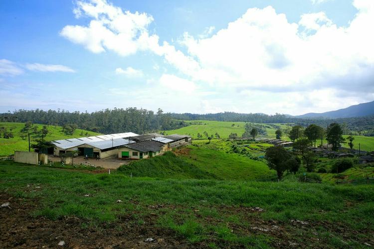 新西兰牧场运行规划专业