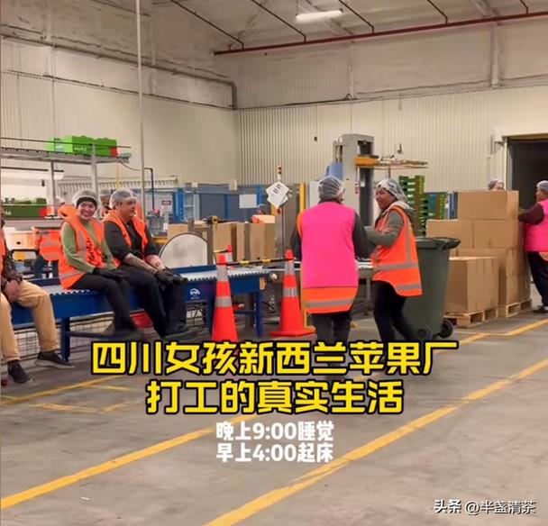 新西兰去哪个城市打工好