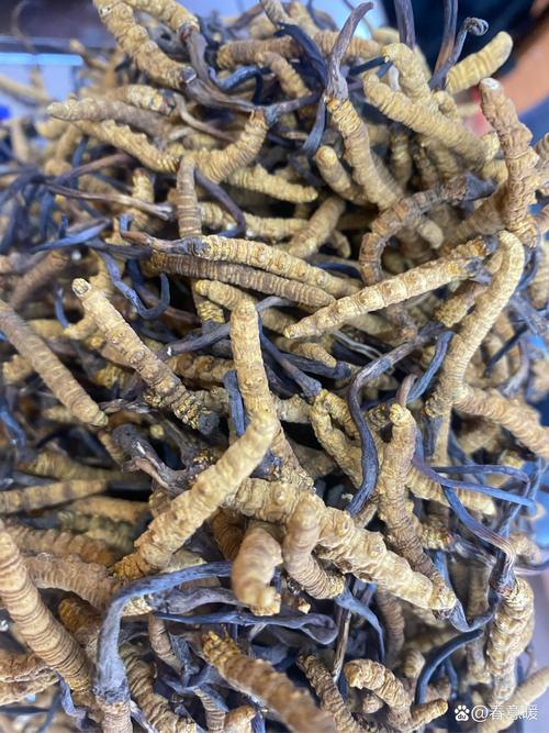 冬虫夏草可以带进澳洲