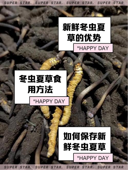 冬虫夏草可以带进澳洲